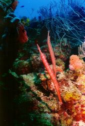 Trumpet Fish posing, Nikonos V 28mm
from about 30 inches by Marylin Batt 